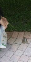 cane toad on driveway pavers - being sprayed with TOADAL Repellant